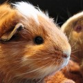 Popular new addition - guinea pigs