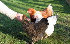 Meet our chickens!
