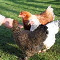 Meet our chickens!
